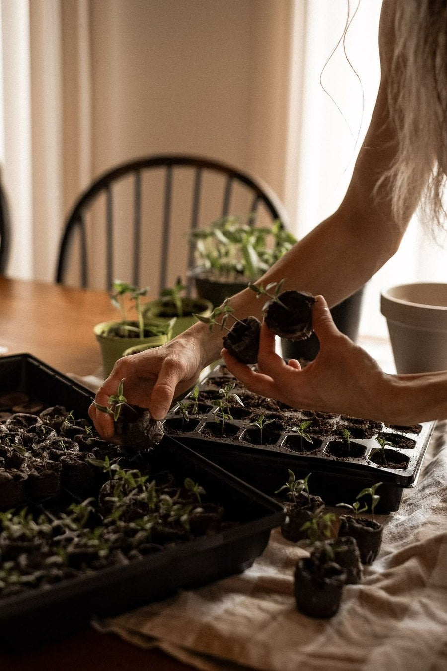 Como Plantar Couve Kale em Casa